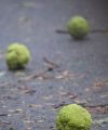 IMG 5175