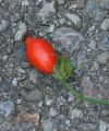 IMG 6848